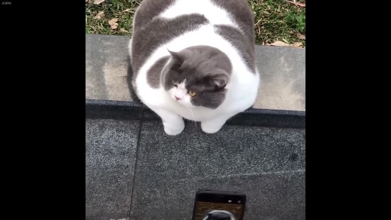 Hilarious Cats & Dogs