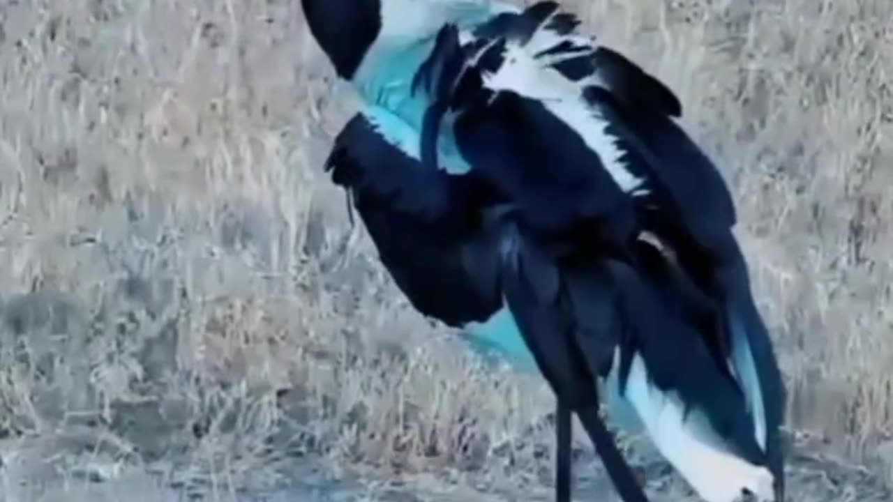 Storks