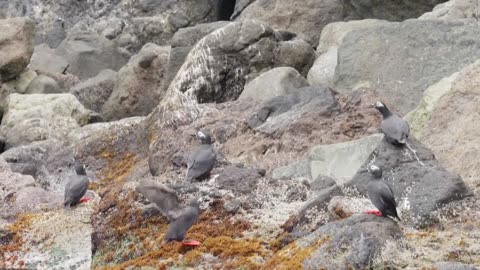 さわやか自然百景 北海道 天売島の海食崖