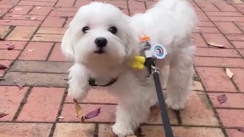 😂🤕 Oh No! This Little Guy's Dramatic Fall Is Priceless! | FunFM