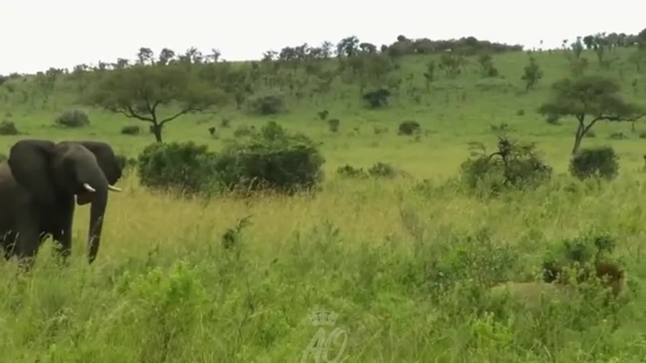 animals