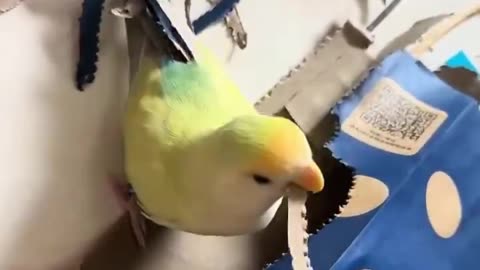 newfeathers