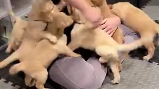Incredible: Golden Retriever Puppies Reunite With Nurse Who Delivered Them || Vi