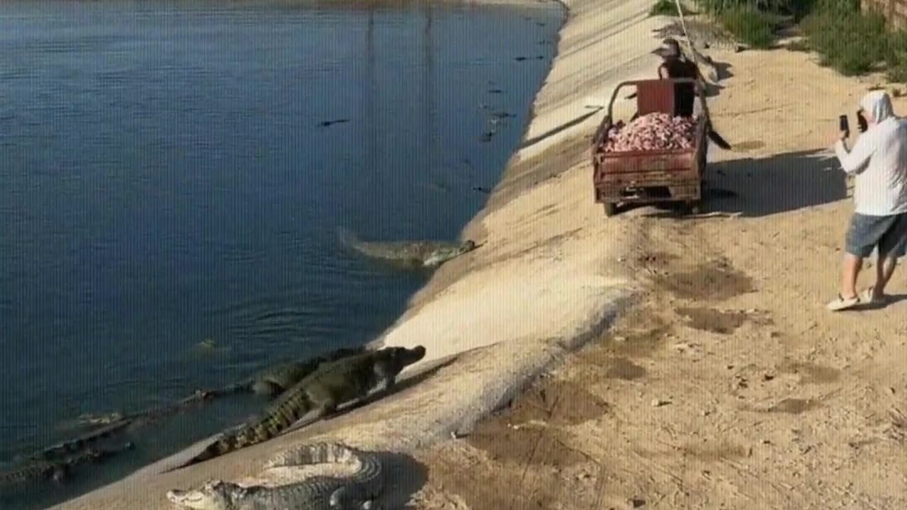 Feed the crocodile breakfast