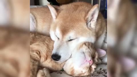 12 Minutes of Cats Being Hilariously Dumb (You Won’t Stop Laughing!)