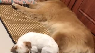 Funny animals