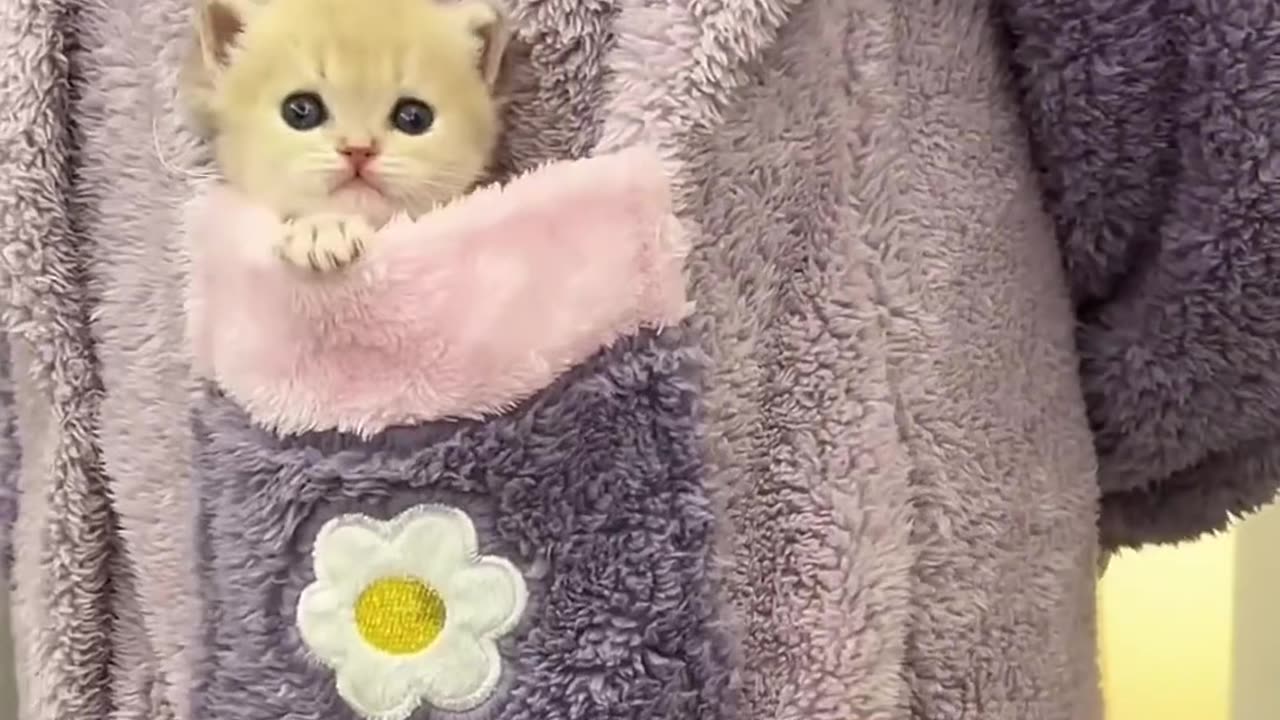 Cute cats