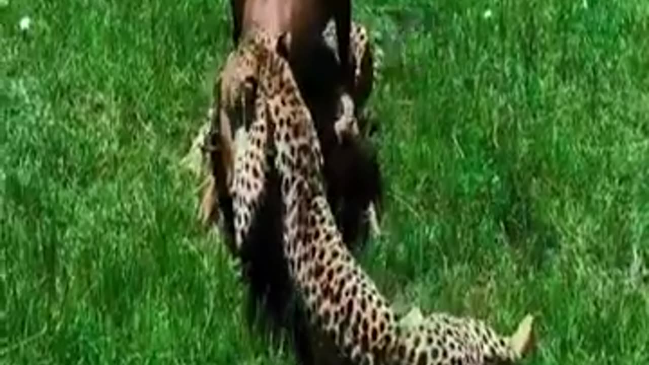 Cheetah Catching Antilope in Maasai Mara