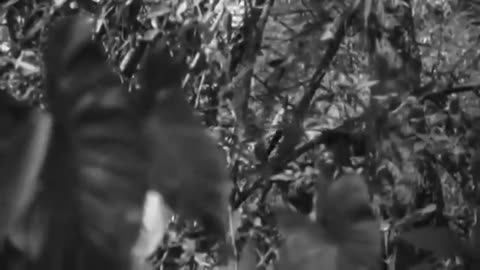 The World At War 1973 S01E14
