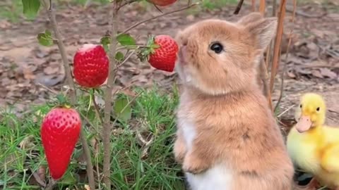Tiny Bunny Discovers a New Toy 🐰