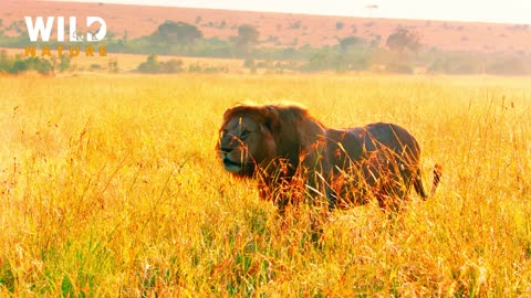 Natural Animals Video