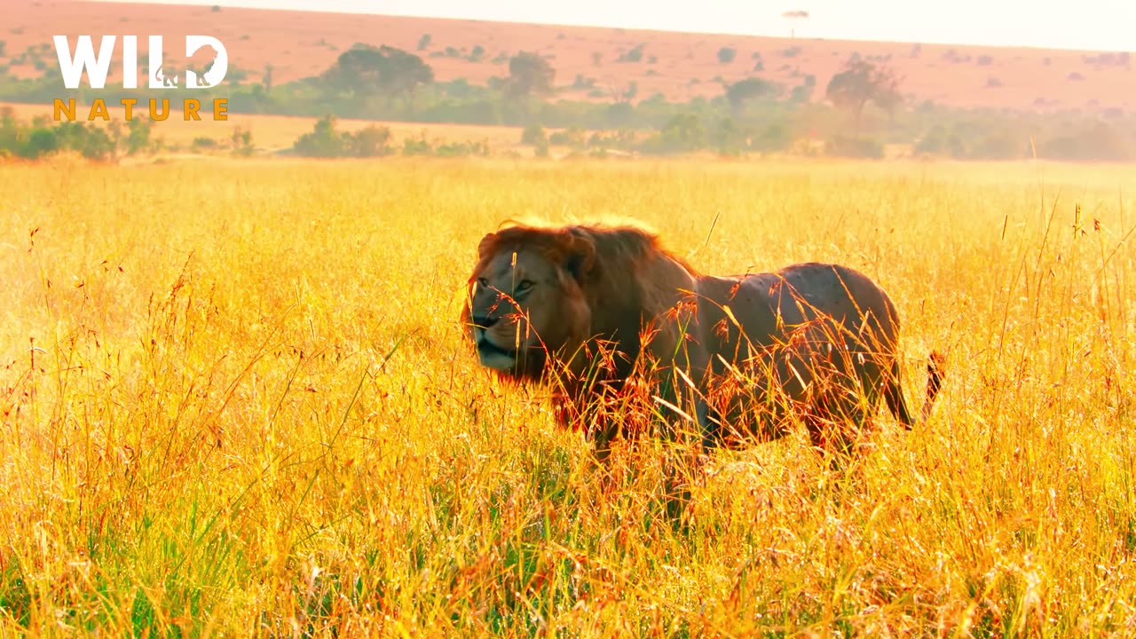 Natural Animals Video