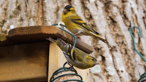 Birds, tarin of the alders, male