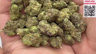 Which Lit Farms Strain is the Best? Dankin with the Flamingos!!
