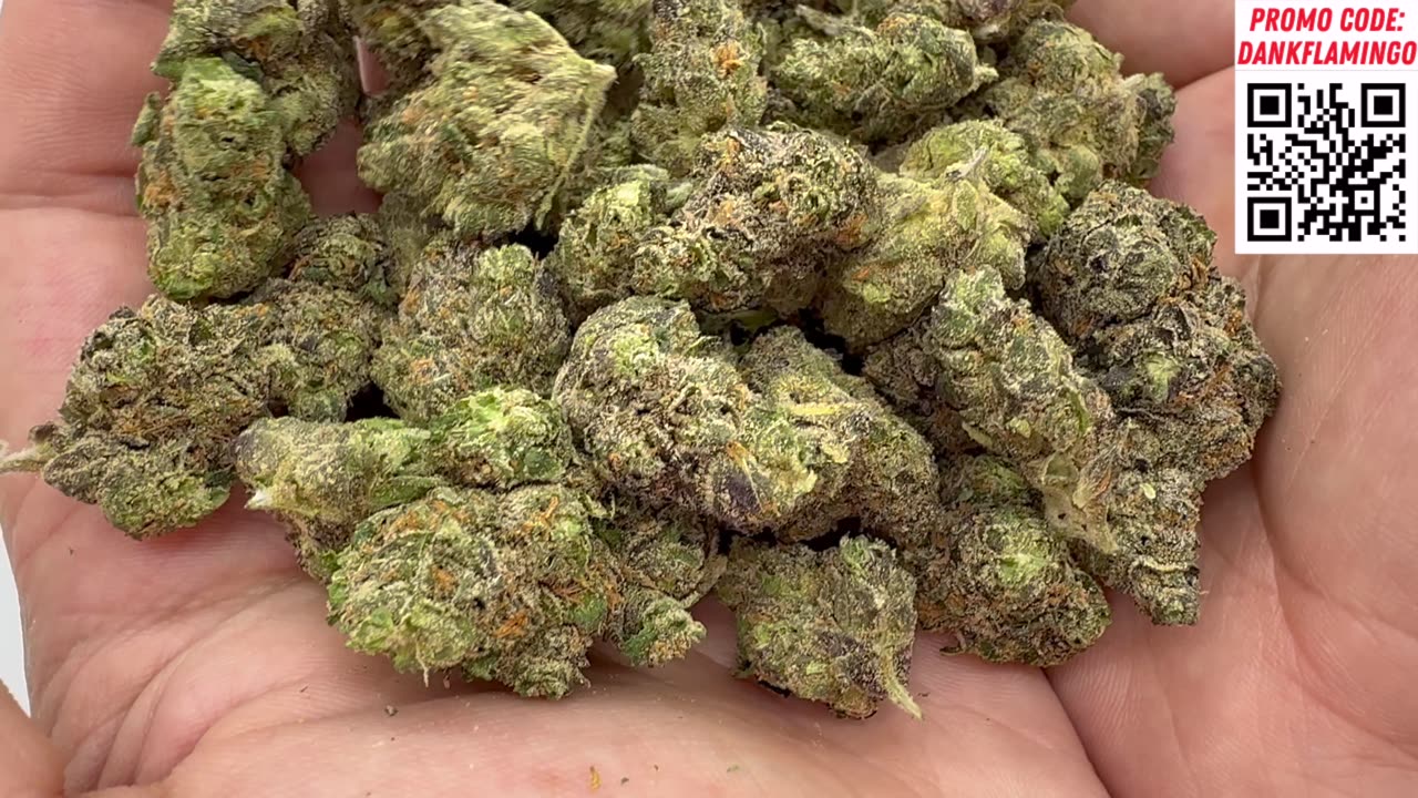 Which Lit Farms Strain is the Best? Dankin with the Flamingos!!