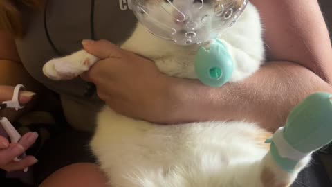 Astronaut Kitty