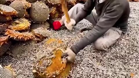 Combining farming & ASMR in one place!