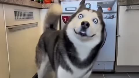 Funny animal videos