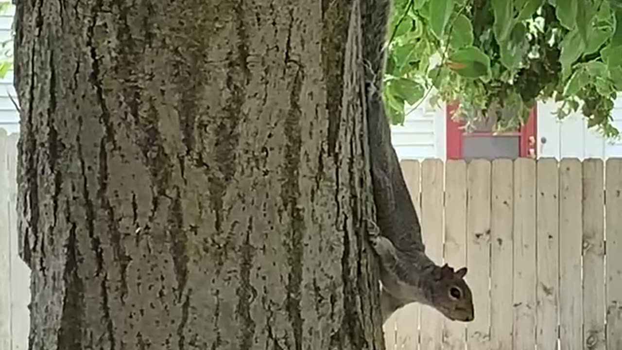 Skittish Squirrel on our tree
