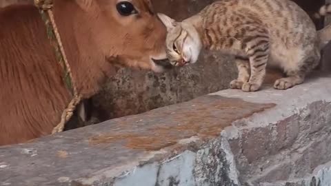 Unlikely Friendship: A Cow and a Cat's Adorable Moment