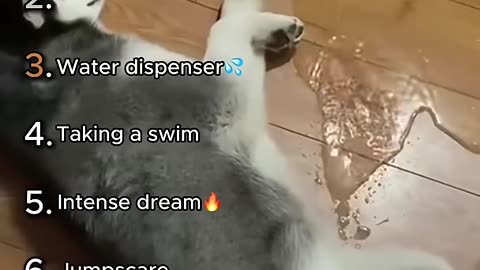 Best Sleeping Dog Moments😴 (Sleep Madness🤣)