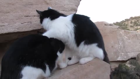 Our Cats #150 – Short Clip – Pasha & Panqueeñou On Rocks | Hiking On Mountain Desert Trail