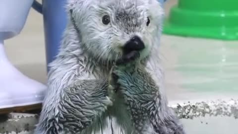 cute Animals