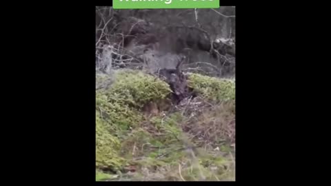 Walking trees ‼️📖🌳