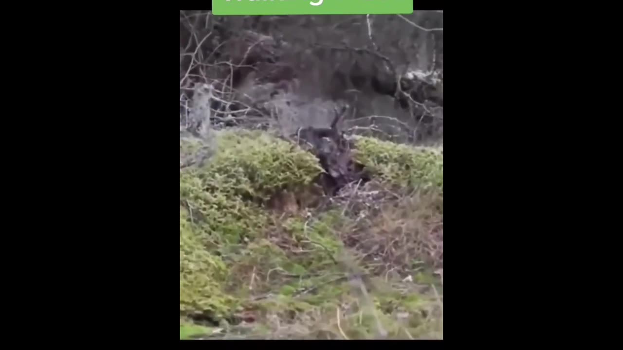 Walking trees ‼️📖🌳