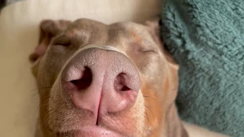 Doberman Faking Sleep to Get Out of Bath Time