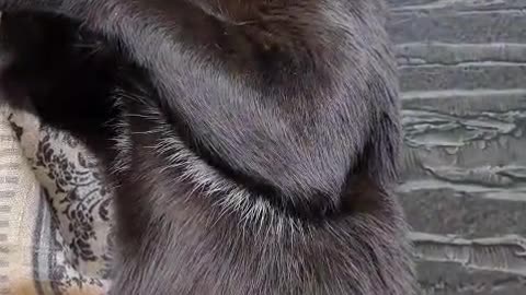 Cat Doing His Skincare on the Kitchen Table