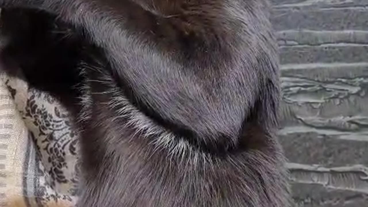 Cat Doing His Skincare on the Kitchen Table