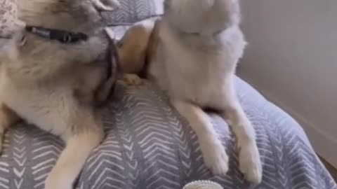 Cute & Funny Pets That Will Melt Your Heart! 🐾😂