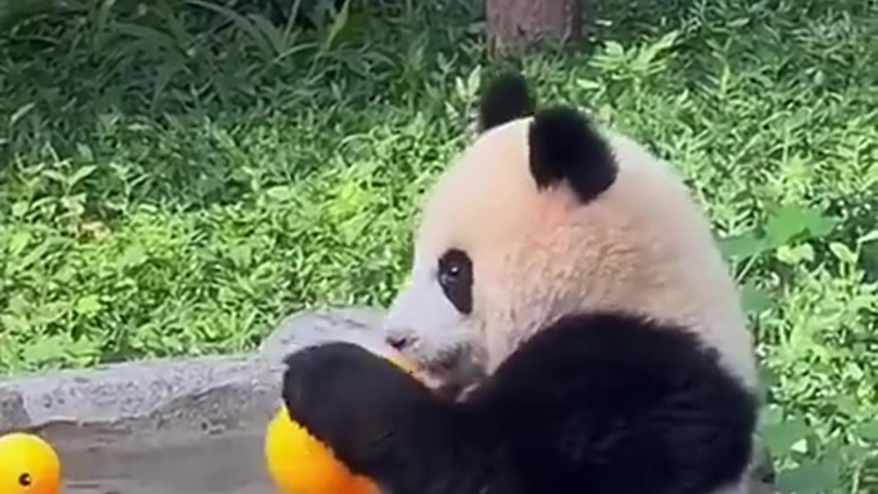 funny animals part 37 | Pandas Being Silly! 😂🐼