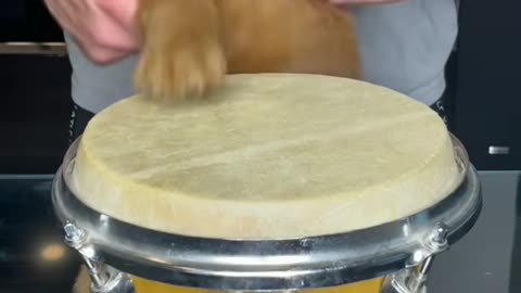 Puppy Drums