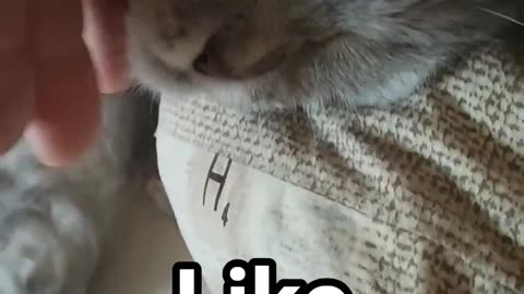 Cat’s Dreamy Nap Interrupted by the Ultimate Petting Session