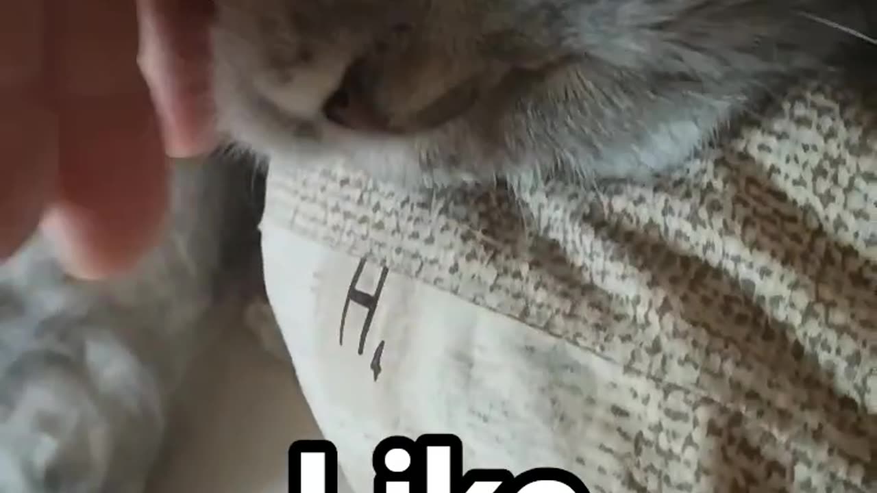 Cat’s Dreamy Nap Interrupted by the Ultimate Petting Session