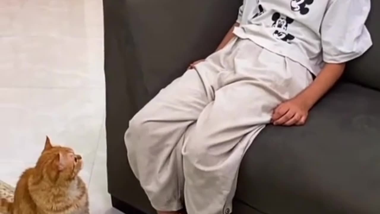 animals