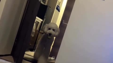 😂🐶 He Just Wants to Play, I Guess... | FunFM