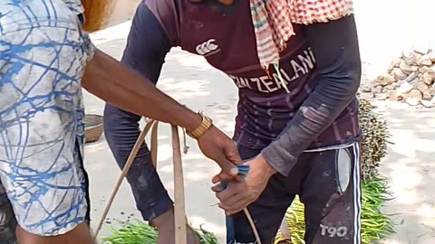 I recently bought fresh **Water Hyacinth Shoots (Kochur Loti)**