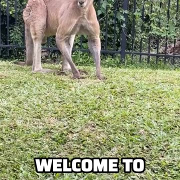 Kangaroo diaries