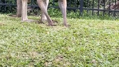 Kangaroo diaries 