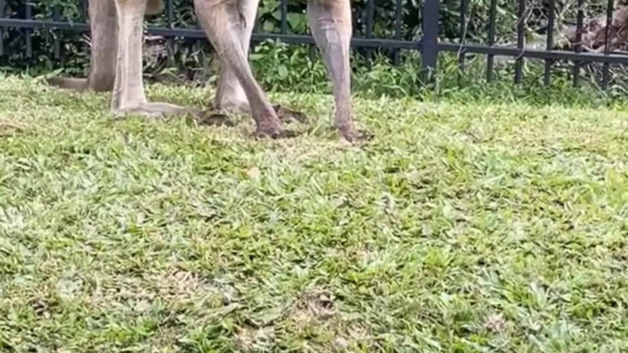 Kangaroo diaries