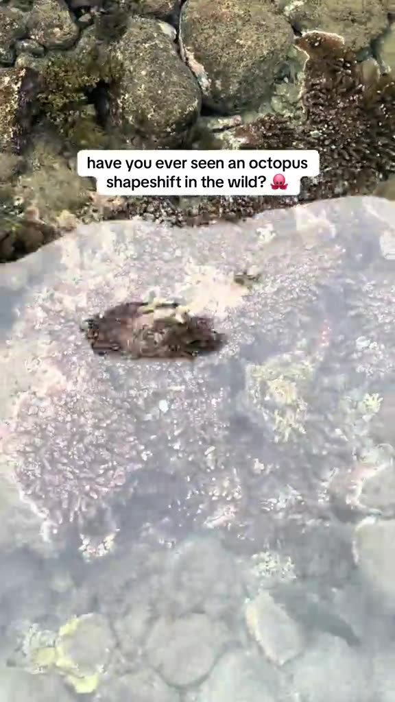 Have you ever seen an octopus shapeshift in the wild? *