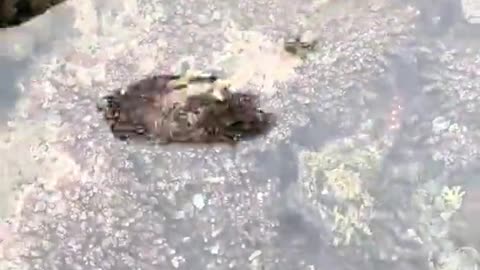 Have you ever seen an octopus shapeshift in the wild? *