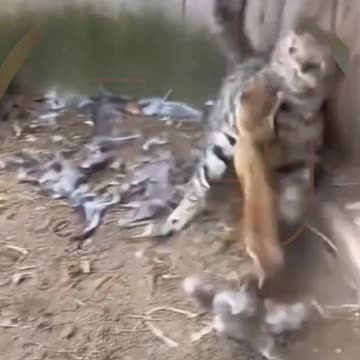 Funny animals video