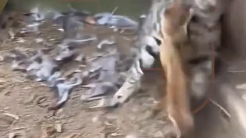 Funny animals video