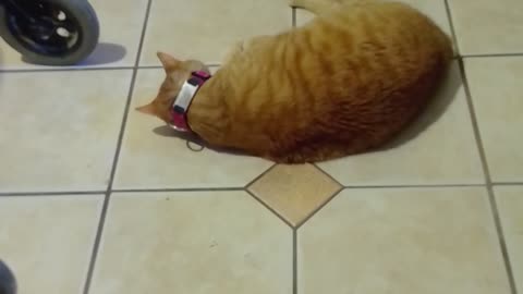 Buddy and catnip