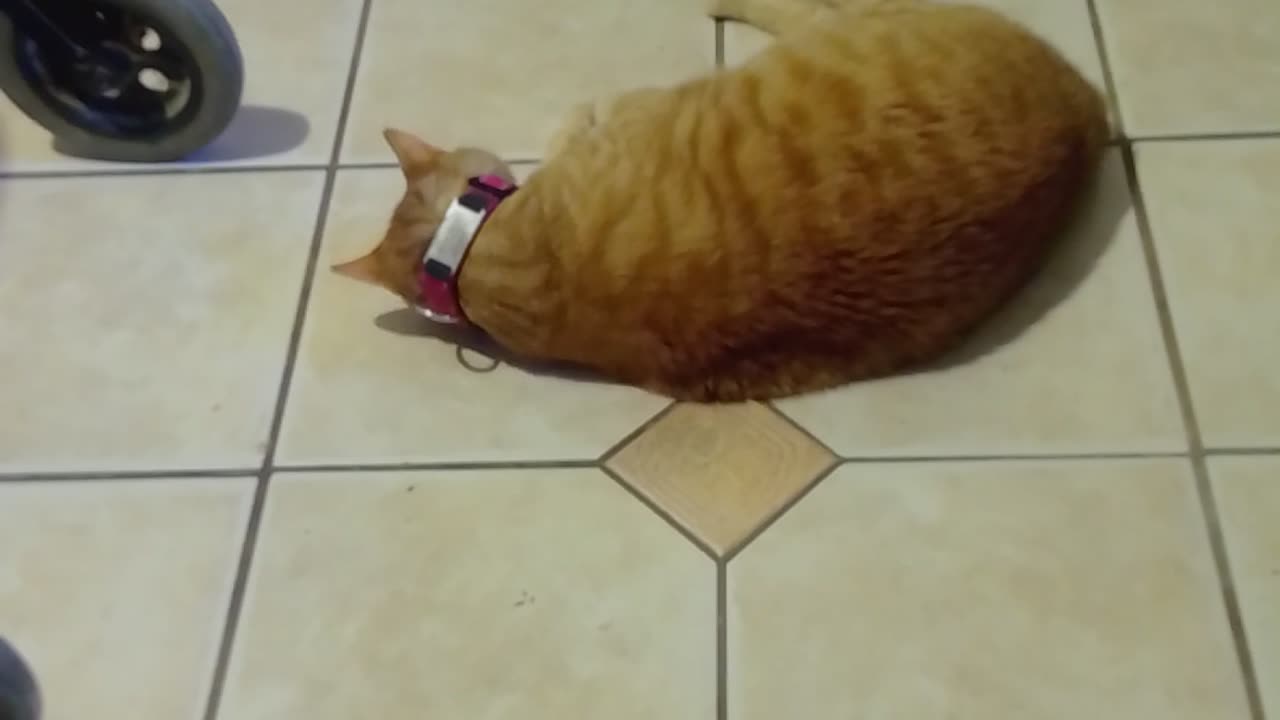 Buddy and catnip