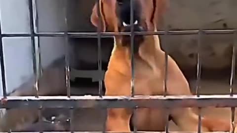 Funny Dog